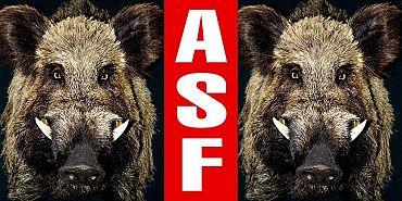 Kolejne ognisko ASF ujawnione w powiecie lęborskim